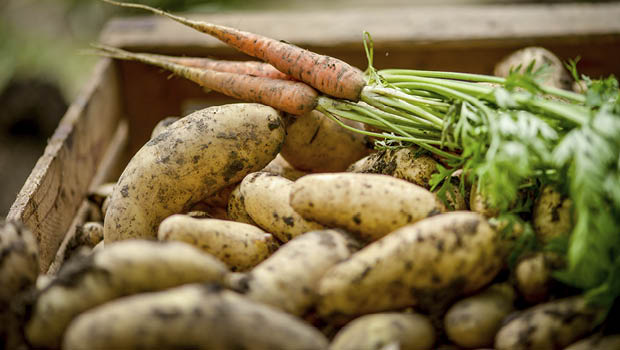 Potatoes and carrots are Peter Cundall's pick of the vegie bunch.